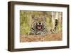 African Leopard (Panthera pardus pardus) adult male, snarling, Timbavati Game Reserve-Ignacio Yufera-Framed Photographic Print