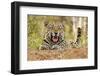 African Leopard (Panthera pardus pardus) adult male, snarling, Timbavati Game Reserve-Ignacio Yufera-Framed Photographic Print