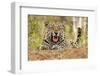 African Leopard (Panthera pardus pardus) adult male, snarling, Timbavati Game Reserve-Ignacio Yufera-Framed Photographic Print