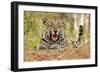 African Leopard (Panthera pardus pardus) adult male, snarling, Timbavati Game Reserve-Ignacio Yufera-Framed Photographic Print