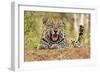 African Leopard (Panthera pardus pardus) adult male, snarling, Timbavati Game Reserve-Ignacio Yufera-Framed Photographic Print
