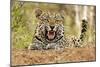 African Leopard (Panthera pardus pardus) adult male, snarling, Timbavati Game Reserve-Ignacio Yufera-Mounted Photographic Print