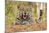 African Leopard (Panthera pardus pardus) adult male, snarling, Timbavati Game Reserve-Ignacio Yufera-Mounted Photographic Print