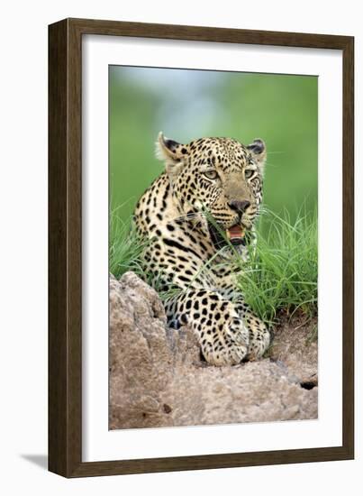 African Leopard (Panthera pardus pardus) adult, resting, Sabi Sabi Game Reserve, Kruger-Jurgen & Christine Sohns-Framed Photographic Print