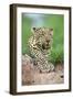 African Leopard (Panthera pardus pardus) adult, resting, Sabi Sabi Game Reserve, Kruger-Jurgen & Christine Sohns-Framed Photographic Print