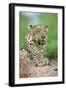 African Leopard (Panthera pardus pardus) adult, resting, Sabi Sabi Game Reserve, Kruger-Jurgen & Christine Sohns-Framed Photographic Print