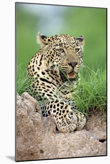 African Leopard (Panthera pardus pardus) adult, resting, Sabi Sabi Game Reserve, Kruger-Jurgen & Christine Sohns-Mounted Photographic Print