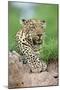 African Leopard (Panthera pardus pardus) adult, resting, Sabi Sabi Game Reserve, Kruger-Jurgen & Christine Sohns-Mounted Photographic Print