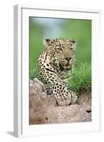 African Leopard (Panthera pardus pardus) adult, resting, Sabi Sabi Game Reserve, Kruger-Jurgen & Christine Sohns-Framed Photographic Print