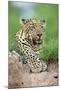 African Leopard (Panthera pardus pardus) adult, resting, Sabi Sabi Game Reserve, Kruger-Jurgen & Christine Sohns-Mounted Photographic Print