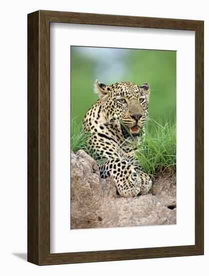 African Leopard (Panthera pardus pardus) adult, resting, Sabi Sabi Game Reserve, Kruger-Jurgen & Christine Sohns-Framed Photographic Print