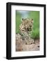 African Leopard (Panthera pardus pardus) adult, resting, Sabi Sabi Game Reserve, Kruger-Jurgen & Christine Sohns-Framed Photographic Print