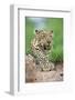 African Leopard (Panthera pardus pardus) adult, resting, Sabi Sabi Game Reserve, Kruger-Jurgen & Christine Sohns-Framed Photographic Print