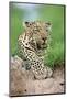 African Leopard (Panthera pardus pardus) adult, resting, Sabi Sabi Game Reserve, Kruger-Jurgen & Christine Sohns-Mounted Photographic Print