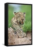 African Leopard (Panthera pardus pardus) adult, resting, Sabi Sabi Game Reserve, Kruger-Jurgen & Christine Sohns-Framed Stretched Canvas