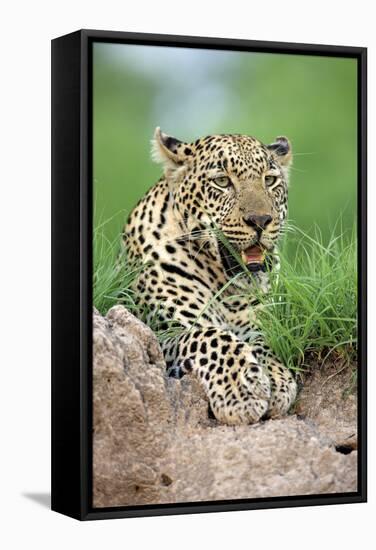 African Leopard (Panthera pardus pardus) adult, resting, Sabi Sabi Game Reserve, Kruger-Jurgen & Christine Sohns-Framed Stretched Canvas