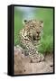 African Leopard (Panthera pardus pardus) adult, resting, Sabi Sabi Game Reserve, Kruger-Jurgen & Christine Sohns-Framed Stretched Canvas