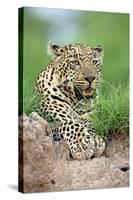 African Leopard (Panthera pardus pardus) adult, resting, Sabi Sabi Game Reserve, Kruger-Jurgen & Christine Sohns-Stretched Canvas