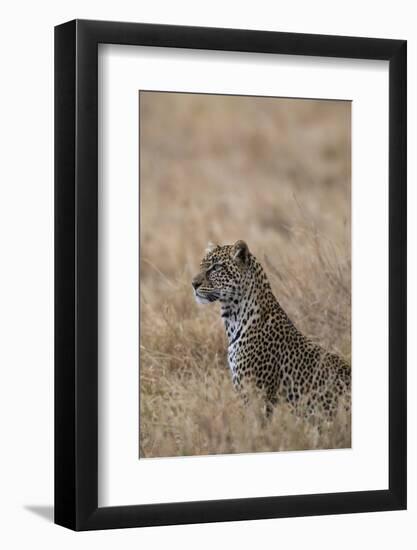 African leopard (Panthera pardus pardus), Serengeti National Park, Tanzania, East Africa, Africa-Ashley Morgan-Framed Photographic Print