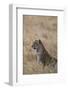 African leopard (Panthera pardus pardus), Serengeti National Park, Tanzania, East Africa, Africa-Ashley Morgan-Framed Photographic Print