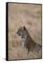 African leopard (Panthera pardus pardus), Serengeti National Park, Tanzania, East Africa, Africa-Ashley Morgan-Framed Stretched Canvas