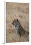 African leopard (Panthera pardus pardus), Serengeti National Park, Tanzania, East Africa, Africa-Ashley Morgan-Framed Photographic Print