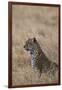 African leopard (Panthera pardus pardus), Serengeti National Park, Tanzania, East Africa, Africa-Ashley Morgan-Framed Photographic Print