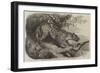 African Leopard Recently Added to the Zoological Society's Collection in Regent's Park-null-Framed Giclee Print