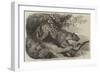 African Leopard Recently Added to the Zoological Society's Collection in Regent's Park-null-Framed Giclee Print