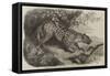 African Leopard Recently Added to the Zoological Society's Collection in Regent's Park-null-Framed Stretched Canvas