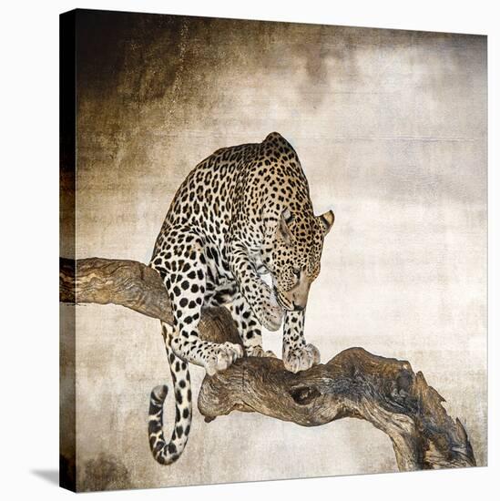African Leopard-Bobbie Goodrich-Stretched Canvas