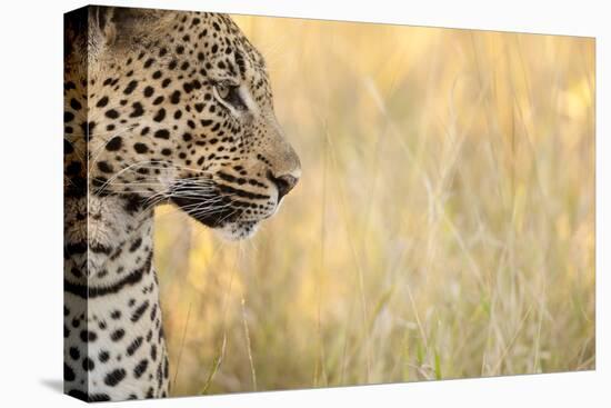 African Leopard-Michele Westmorland-Stretched Canvas