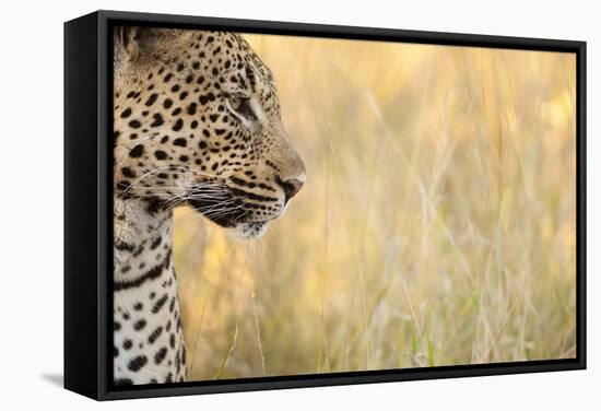 African Leopard-Michele Westmorland-Framed Stretched Canvas