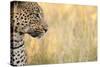African Leopard-Michele Westmorland-Stretched Canvas