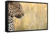 African Leopard-Michele Westmorland-Framed Stretched Canvas