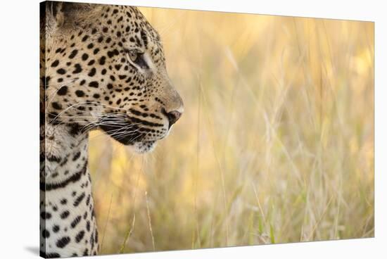 African Leopard-Michele Westmorland-Stretched Canvas