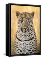 African Leopard-Michele Westmorland-Framed Stretched Canvas