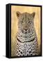 African Leopard-Michele Westmorland-Framed Stretched Canvas