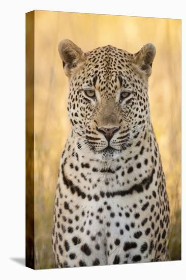 African Leopard-Michele Westmorland-Stretched Canvas