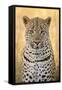 African Leopard-Michele Westmorland-Framed Stretched Canvas