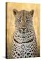 African Leopard-Michele Westmorland-Stretched Canvas