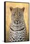 African Leopard-Michele Westmorland-Framed Stretched Canvas