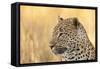 African Leopard-Michele Westmorland-Framed Stretched Canvas