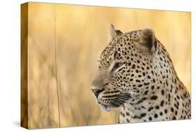 African Leopard-Michele Westmorland-Stretched Canvas