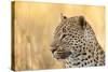 African Leopard-Michele Westmorland-Stretched Canvas