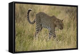 African Leopard-Mary Ann McDonald-Framed Stretched Canvas