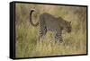 African Leopard-Mary Ann McDonald-Framed Stretched Canvas