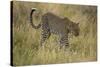 African Leopard-Mary Ann McDonald-Stretched Canvas