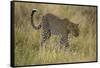 African Leopard-Mary Ann McDonald-Framed Stretched Canvas