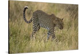 African Leopard-Mary Ann McDonald-Stretched Canvas